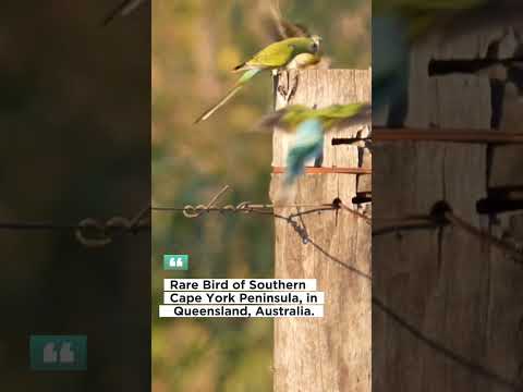 Rare Australian Bird Golden-Shouldered Parrot #love #status #viral #birdlovers #share #subscribe