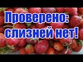 Клубника.Слизни.Спитой кофе.Проверено: слизней нет!