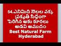 54.ఎనిమిది నెలల వక్క | ప్రకృతి సిద్ధంగా పెరిగిన ఆకు కూరలు | అడవి ఆముదం Best Natural Farm Hyderabad
