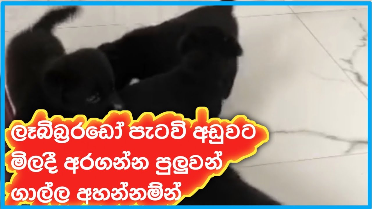 labrador puppies for sale in galle 74 / labrador puppies galle in sri
