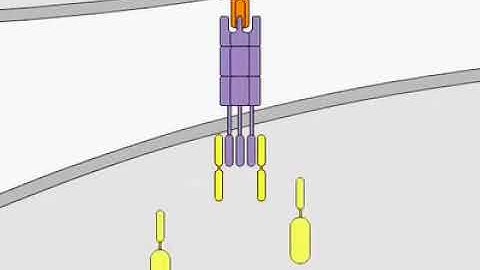 Induction of Apoptosis FAS SIGNALING