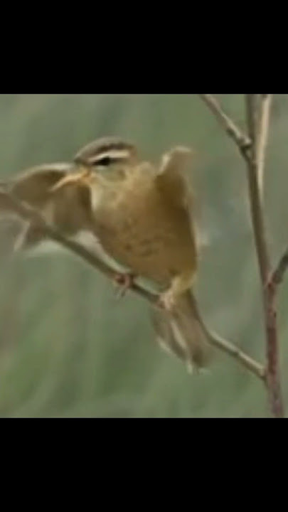 KERAK BASI ALIS HITAM #birds #burungkicaudialamliar#terapiburungmacet #kicaumania #birdsounds