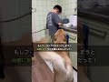 お薬をオヤツと勘違いしている大型犬 #犬の薬 #フィラリア #goldenretreiver