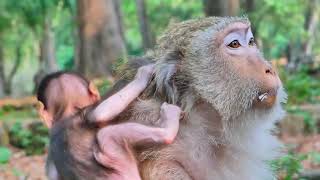 Falling In Love Baby Monkey Briar With Pink Color Full Body Look Very Cute