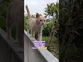 #kucing #dibogor #cat #jalanyangjauhjanganlupapulang #shortvideo