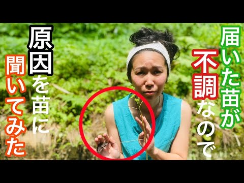 タダで苗木を増やすコツ：私が250本の木を無料で植えた方法