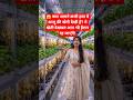 Hydroponic Potato Farming 😱 | बिना मिट्टी हवा में आलू की खेती | AI Farming #Shorts