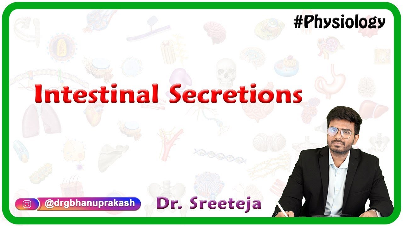 Физиология кишечной секреции — USMLE, шаг 1