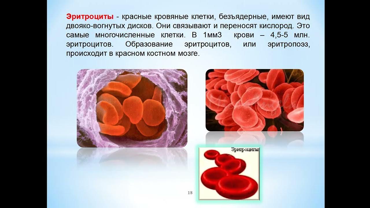 эритроциты биология 8 класс. эритроциты безъядерные клетки. классные кровяные тельца. эритроциты 5. форменные элементы крови.