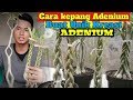 CARA KEPANG ADENIUM BUAT UNIK KREASI ADENIUM KALIAN #adenium #rachmannursery #kreasiadenium