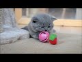 British Shorthair 4 weeks old Kittens