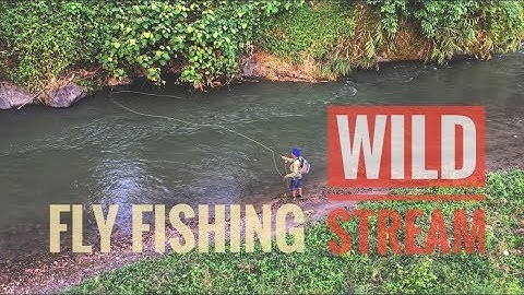 CÂU FLY MỒI BỌ GIẢ - CÂU CÁ MƯƠNG