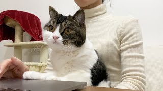 親子猫が可愛かったので一緒に仕事してもらいましたw