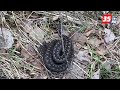 В Вологодской области проснулись ядовитые змеи