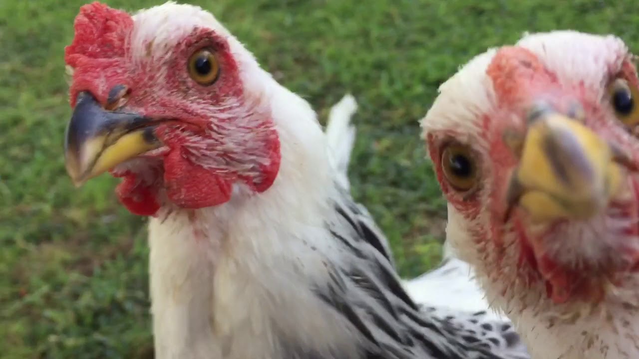 Chickens - YouTube