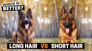 Long Hair vs. Short Hair German Shepherd: Which one's Better?