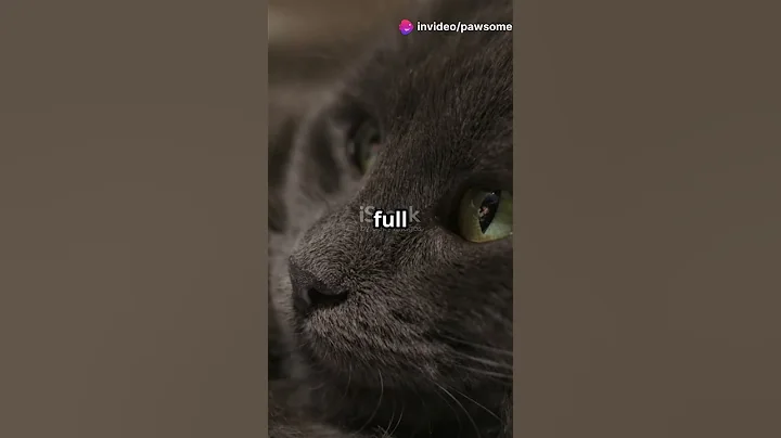 Video 8709341: pet russian blue cat, russian blue cat love, pets purr, cats kitten catlover pets, kitten fun pet