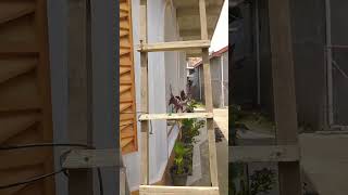 Hri Ke121 Masih Pegecatan Dinding Belakangsdaning Musholla Baiturohmanexplorerenovasi