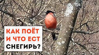 Птицы Москвы: снегирь - голос снегиря, чем питается снегирь