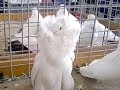 14.04.19. Птичий рынок г Пятигорск  ч1.   Bird market in Pyatigorsk, Part 1.