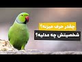 طوطی ملنگو برای من همخونه خوبیه 