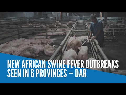 New African swine fever outbreaks seen in 6 provinces — Dar