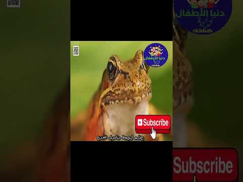 الضفدع البرمائي