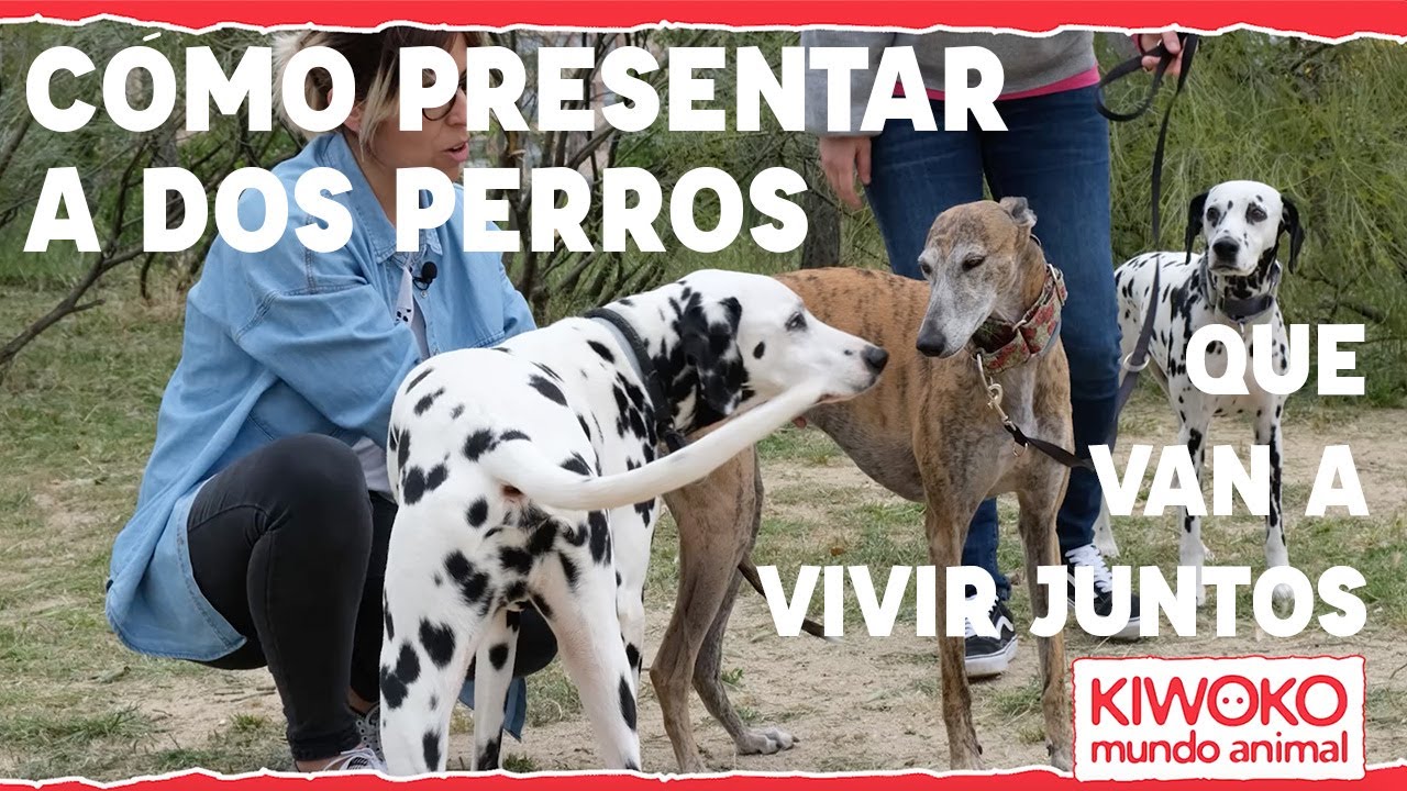 Cómo PRESENTAR a dos PERROS y que se lleven BIEN 🐶🤝🐶 YouTube