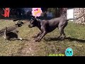 Crazy cats attacks dogs