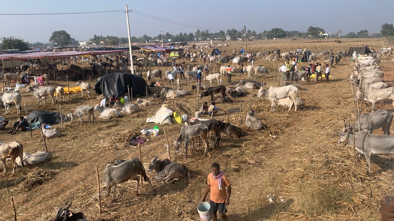 ಕ್ಯಾಮೇನಹಳ್ಳಿ ಜಾತ್ರೆ 2026 - ತುಮಕೂರು ಜಿಲ್ಲೆಯ ಹೆಮ್ಮೆಯ ಹಳ್ಳಿಕಾರ್ ಹಬ್ಬ 