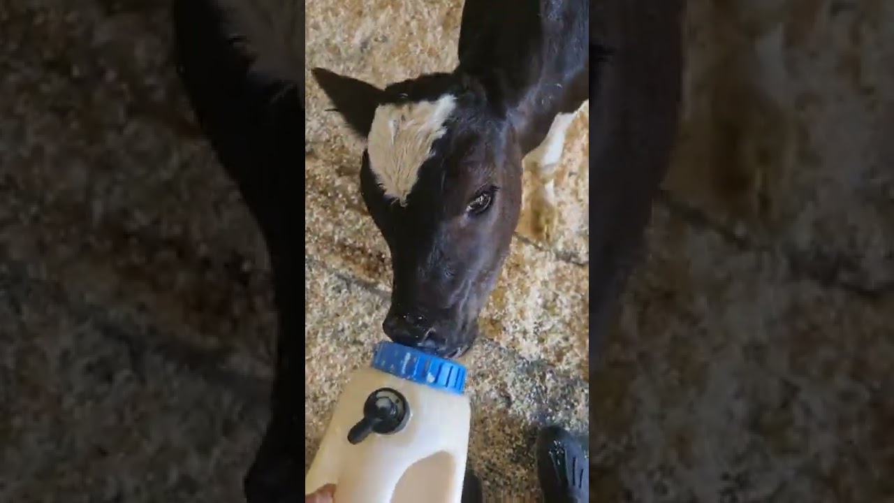 vasikan juottoa💕💕 Upsista-vasikka💕