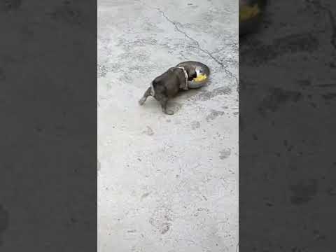 Video Rồi chừng nào mới được ăn