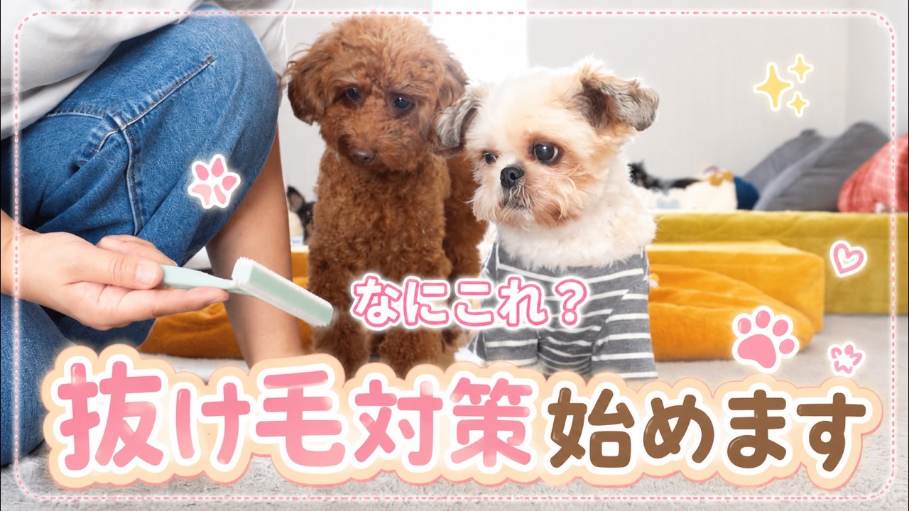 抜け毛】掃除機では取り切れない犬の抜け毛…試しに買ったコレが激安