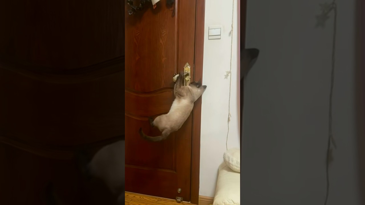 Cat Jumps and Hangs on Door Handle to Open Wooden Door
