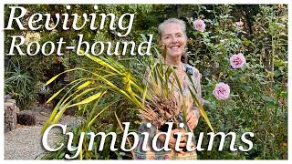 🌺Fearlessly Re-potting: How to Revive Root-Bound Cymbidiums! #plantparent #gardeningtips ✨