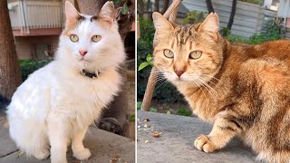 Street Cats Line Up for Food 4k