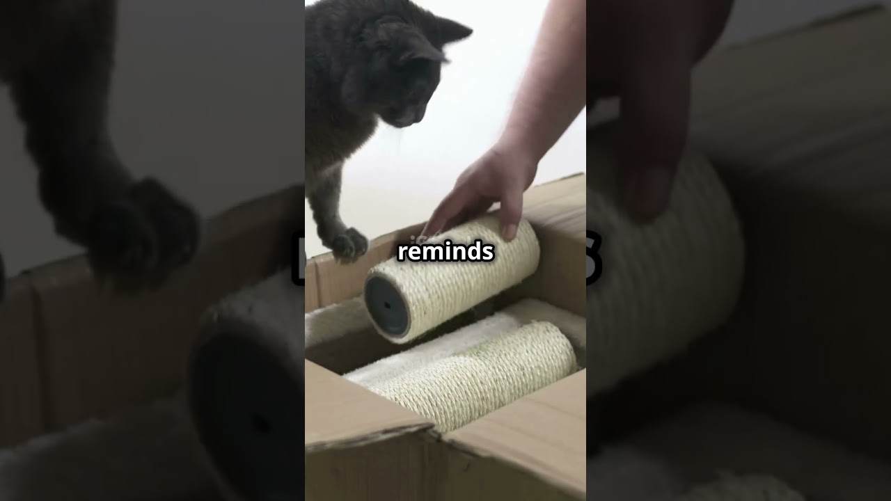 Why Do Cats Love Boxes? The Science Behind It!  