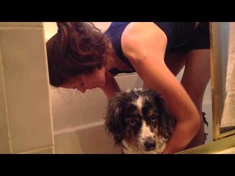 How to wash a dog - Australian Shepherd Style
