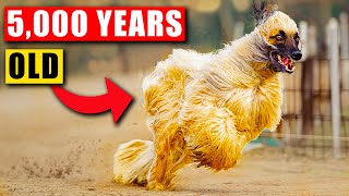 The  'Forgotten' Ancient Dog Breeds of Earth by Koala TV 171 views 1 year ago 8 minutes, 30 seconds