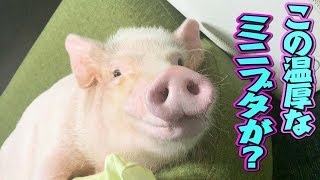あの温厚なミニブタが人間を襲う？！【つくね】