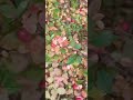 Peaceful forest walk🍁Гуляю по осеннему лесу🍁