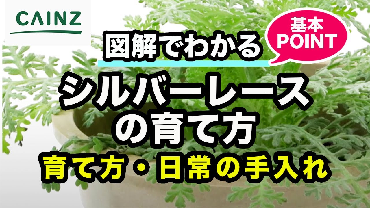 冬のガーデンに輝きを放つシルバーリーフ 5選 Gardeniwa 冬のガーデンに輝きを放つシルバーリーフ 5選 Gardeniwa