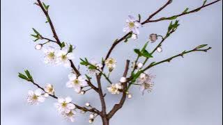 Plum Blossom   33687
