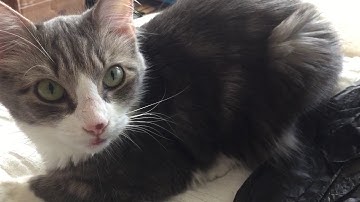 Square the Cat reverse sneeze 2