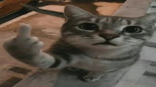 Cats being BONKERS