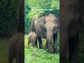 🐘 Hidden Paradise in Udawalawe 🇱🇰 | Green View Safari Resort ❤️#GreenViewSafariResort #travel