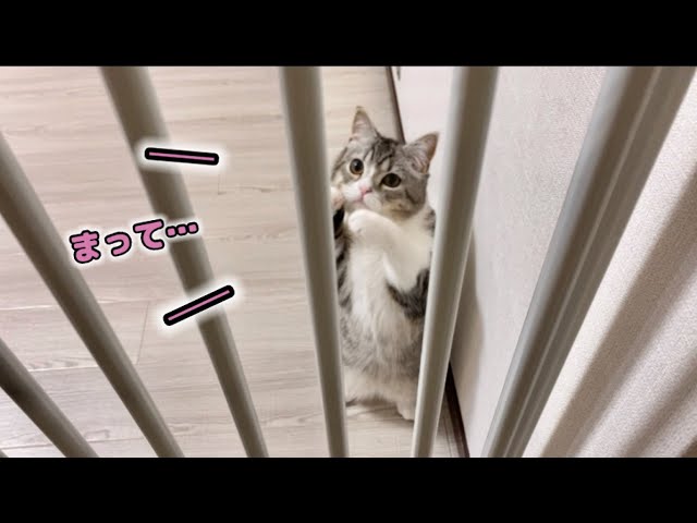 寂しがり屋な猫をおいて外出しようとするとこうなります…