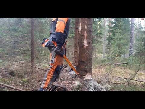 Video: Vad Kan Tillagas Från Fjäderfälever