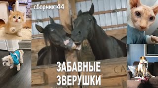 Самые смешные животные😂Приколы с котами и собаками 2023😺🐶Сборник №44. МУЛЬТПАРАД COMEDY