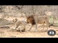 Hluhluwe Imfolozi Park Lions Mating
